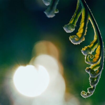 fLYERS DIPLOMADO 2025 - 35