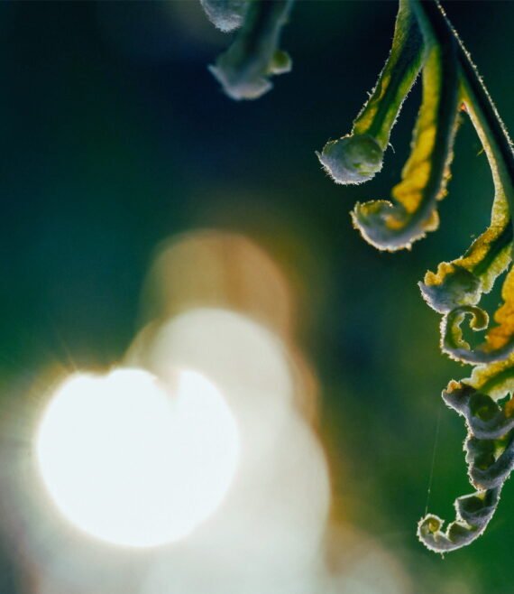 fLYERS DIPLOMADO 2025 - 35