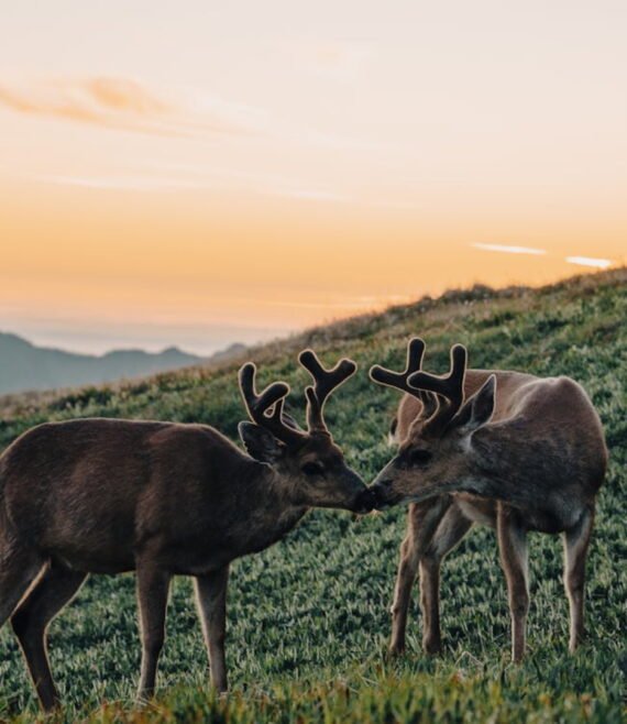 fLYERS DIPLOMADO 2025 - 29